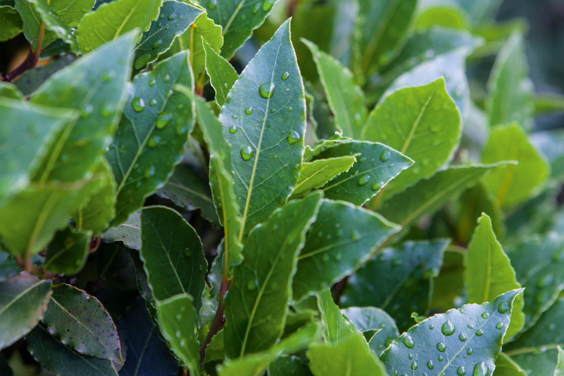 Ægte laurbær. Foto: Stuart McIntyre