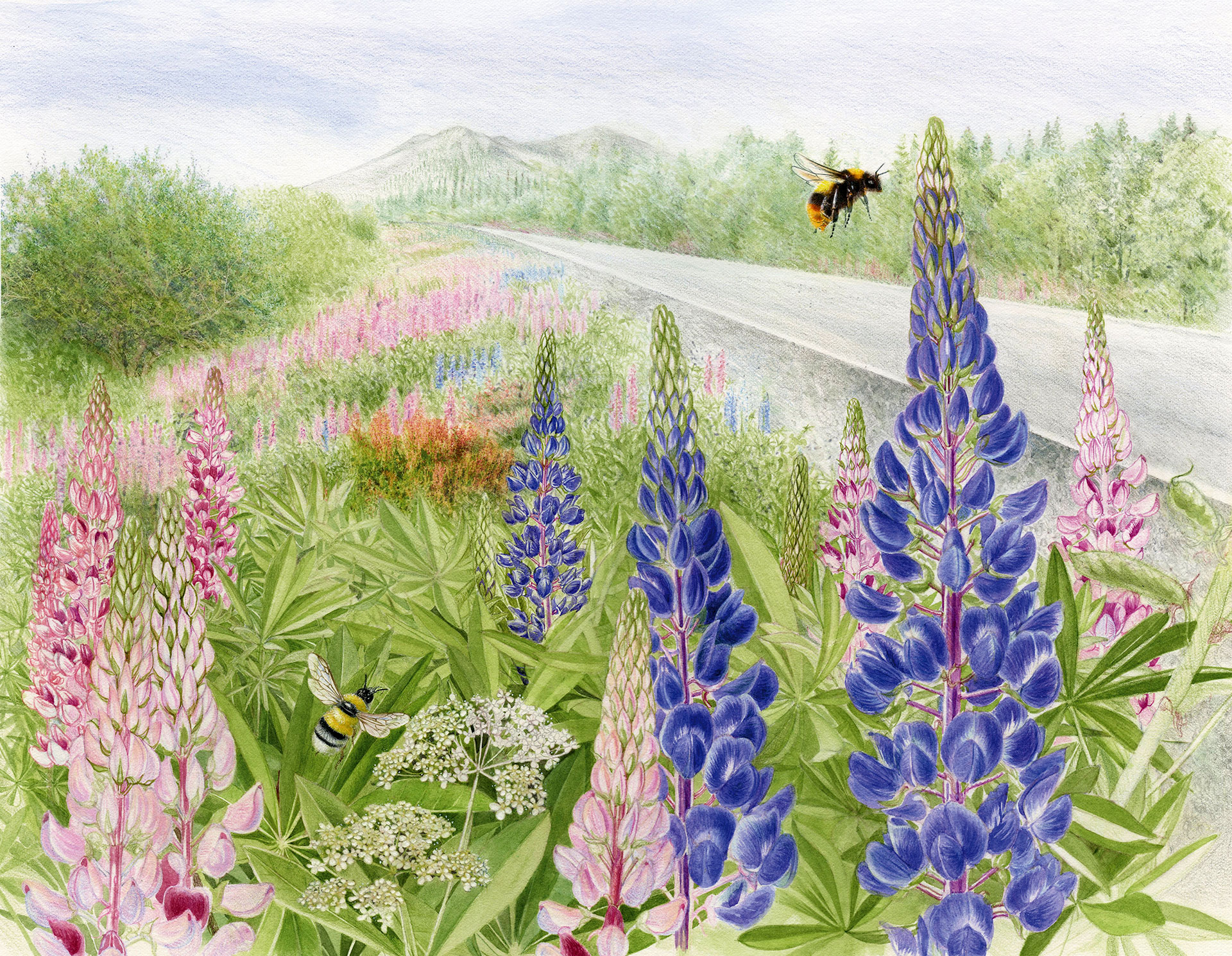 Illustration: Lizzie Harper