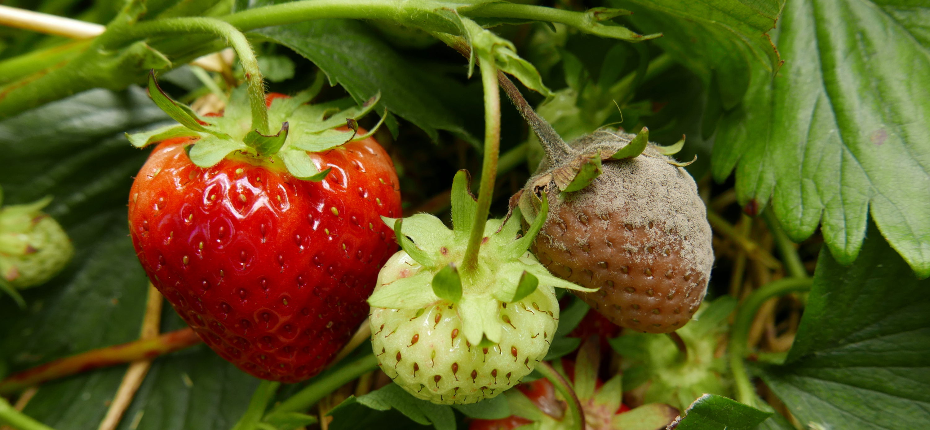 Jordbær ramt af gråskimmel. Foto: Bodil Damgaard Petersen