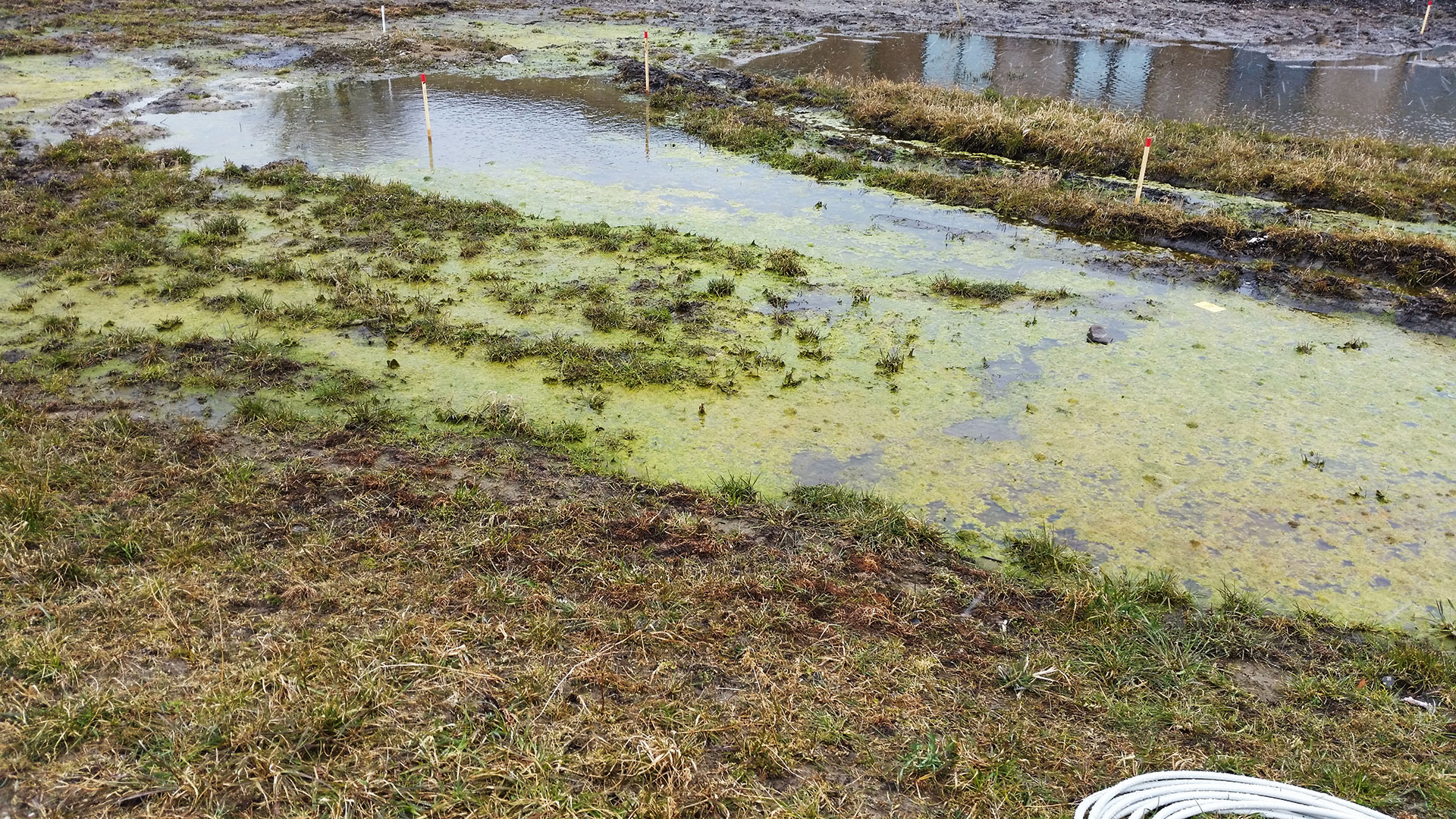 Stående vand på overfalden kan være tegn på komprimeret jord. Foto: Dan Nygaard