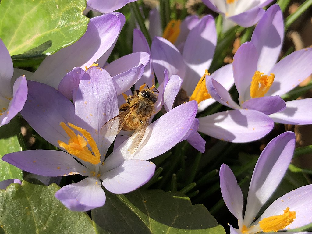 Snekrokus, Crocus tommasinianus. Foto:  Wikimedia
