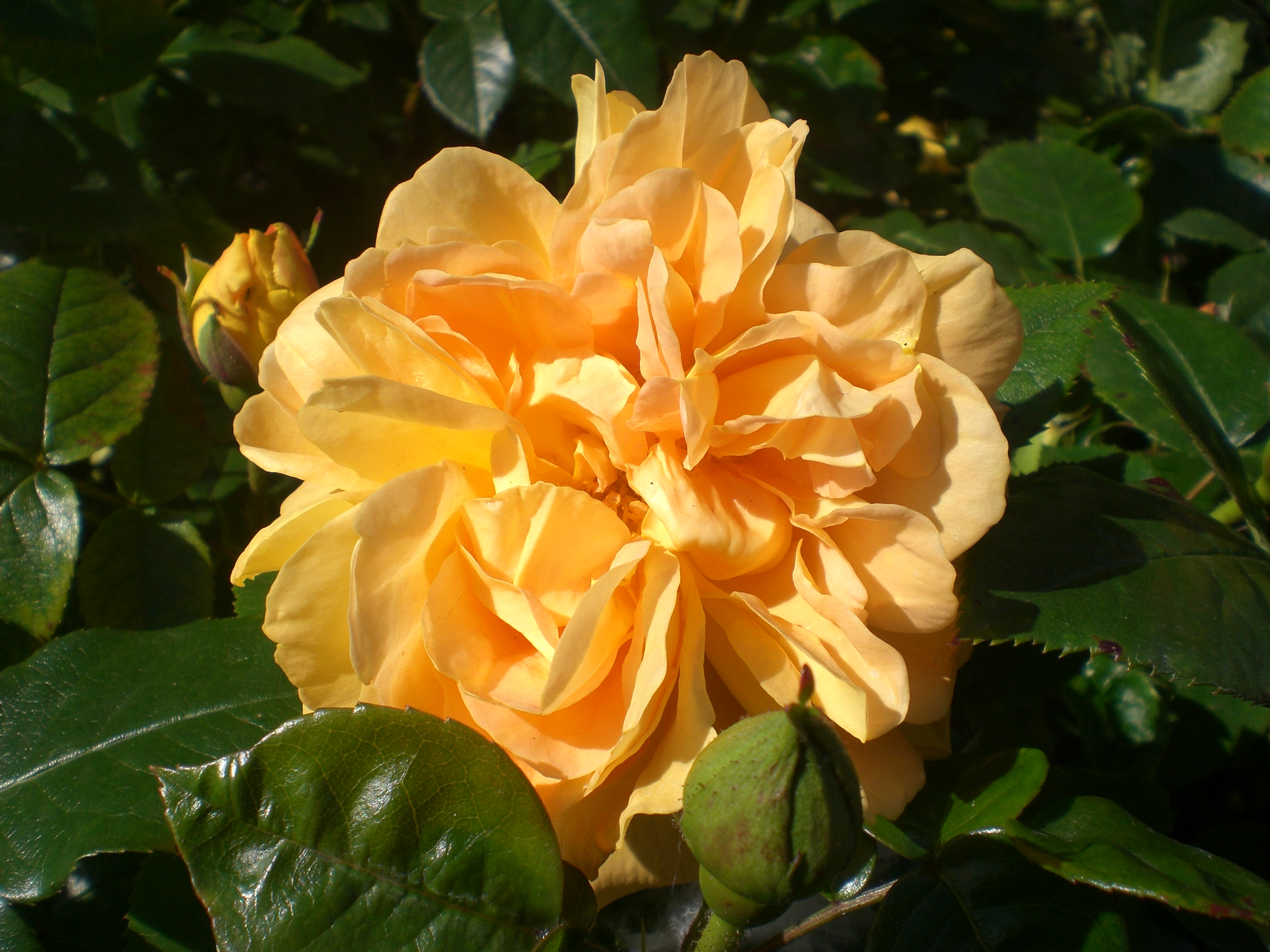 Buketrose Rose Floribunda 'Bernstein Rose'. Foto: Frühstückbeistefanie