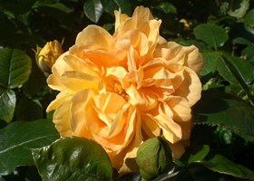 Buketrose Rose Floribunda 'Bernstein Rose'. Foto: Frühstückbeistefanie