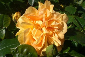 Buketrose Rose Floribunda 'Bernstein Rose'. Foto: Frühstückbeistefanie