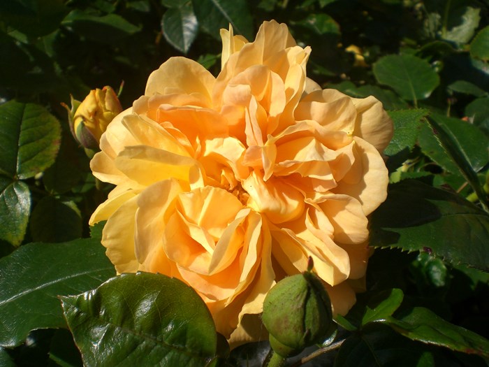 Buketrose Rose Floribunda 'Bernstein Rose'. Foto: Frühstückbeistefanie