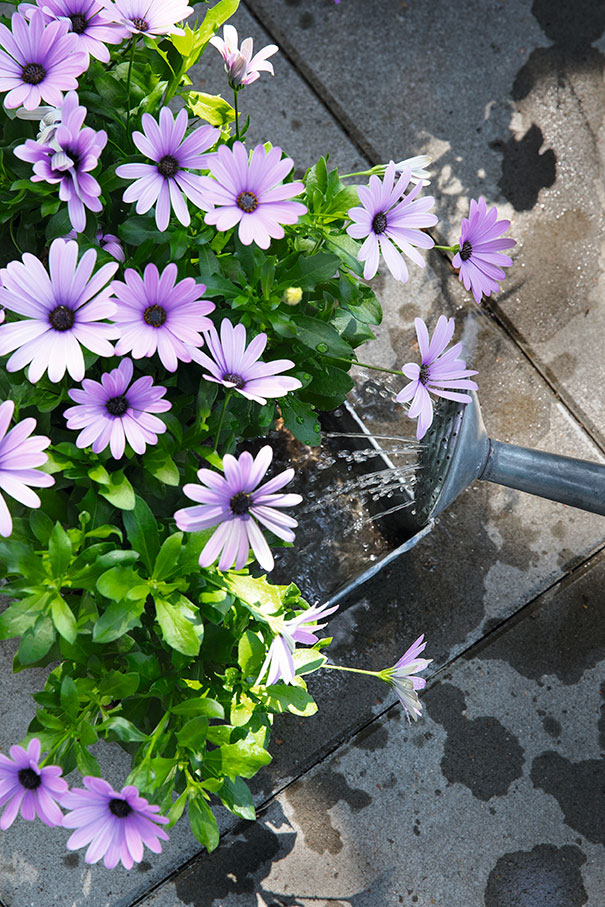 Planterne sættes i en balje med vand, så de kan suge til sig, inden de plantes. Foto: Ann Malmgren