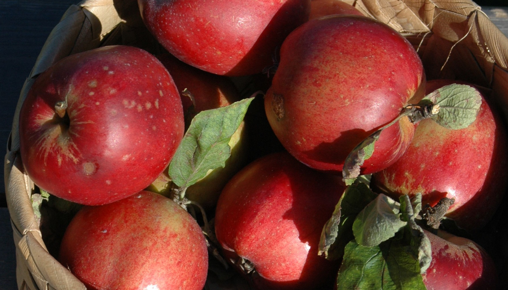 Æble 'Skovfoged'. Foto: Flickr