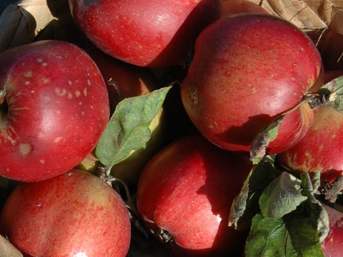 Æble 'Skovfoged'. Foto: Flickr