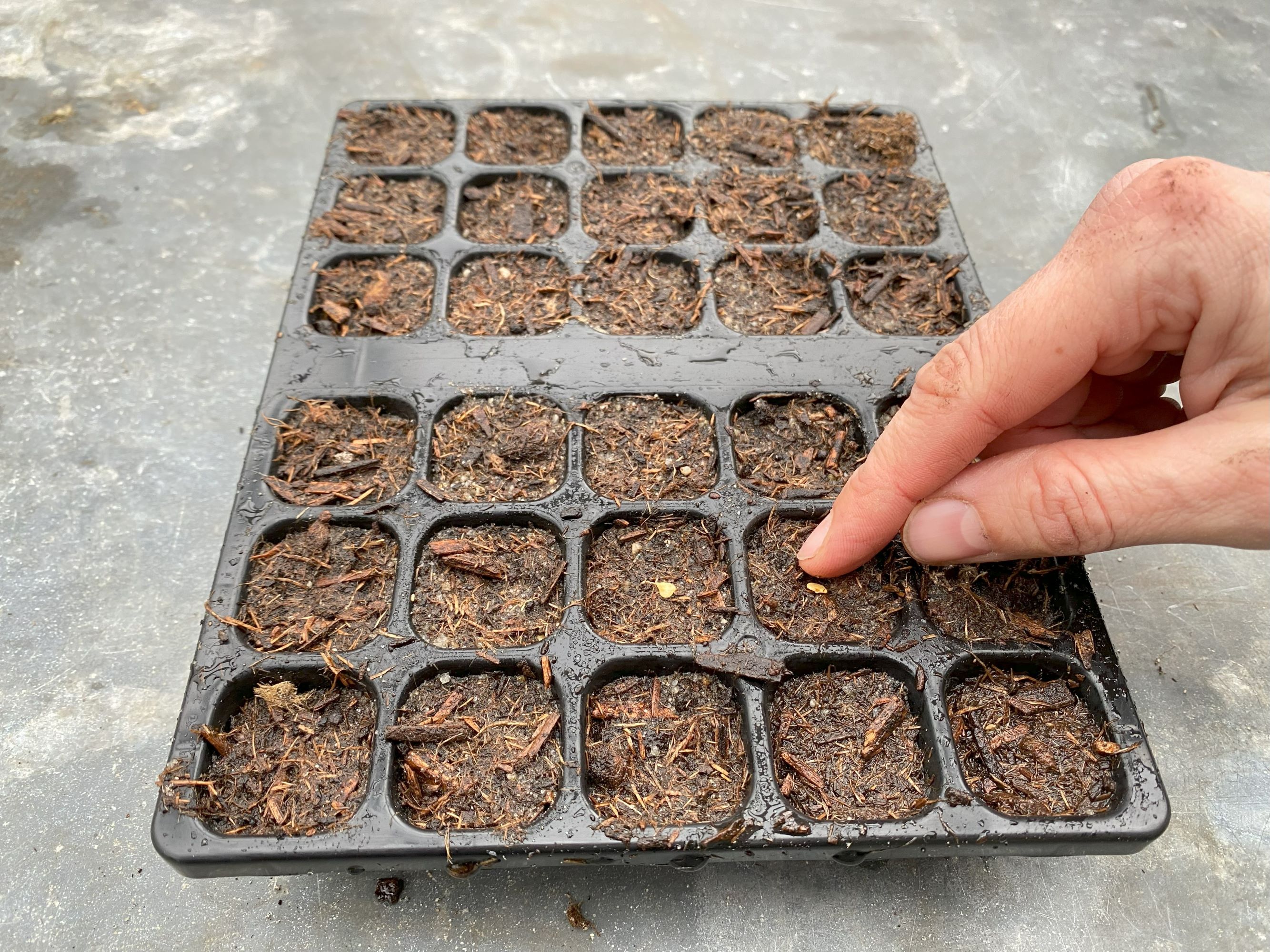  Spirebakke til små frø. Foto: Haveselskabet