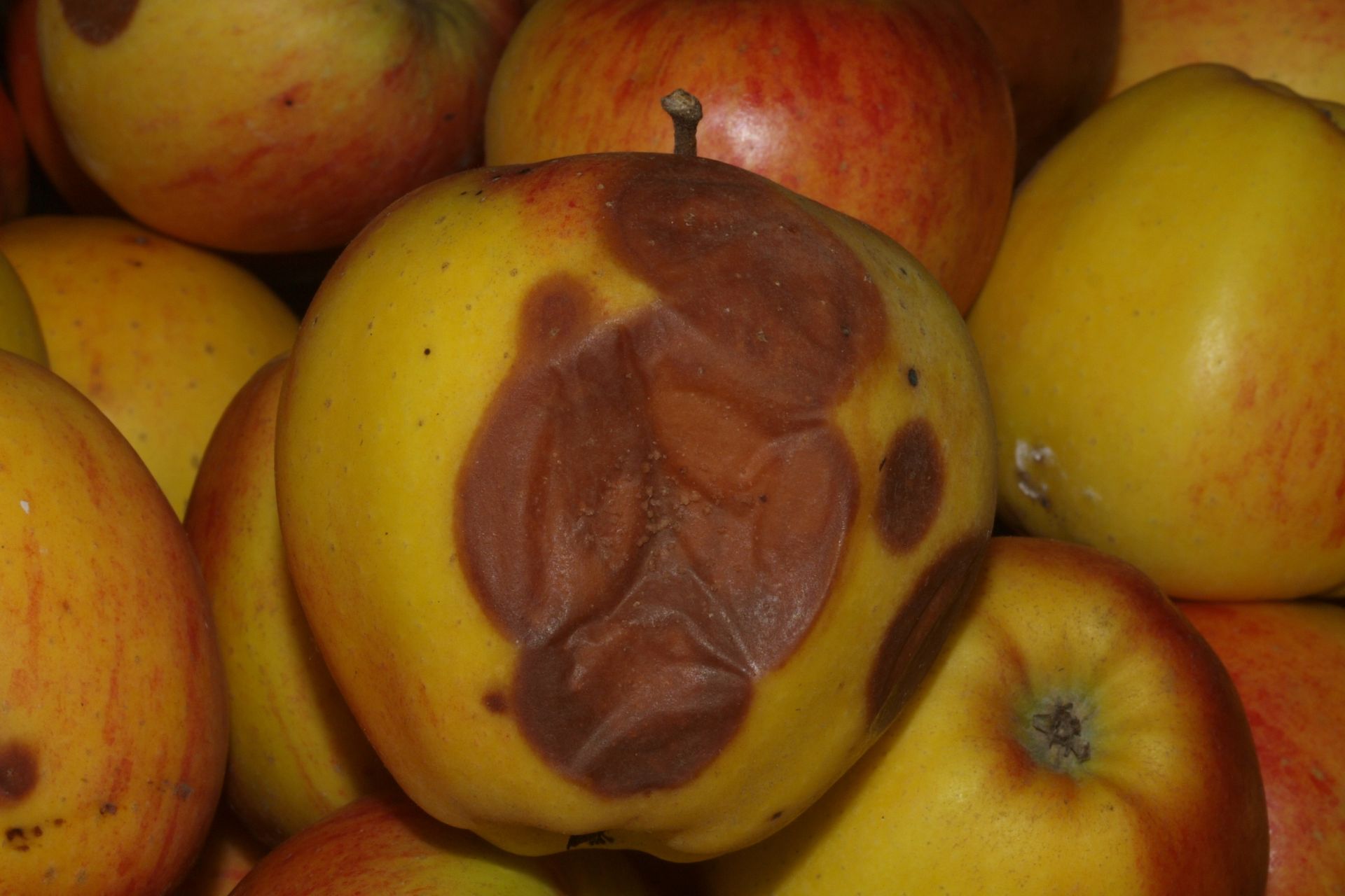 Bitterråd på æble. Foto: Magnus Gammelgaard