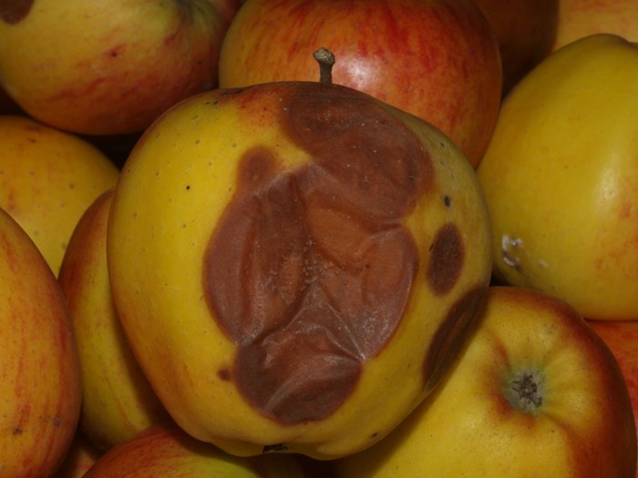 Bitterråd på æble. Foto: Magnus Gammelgaard