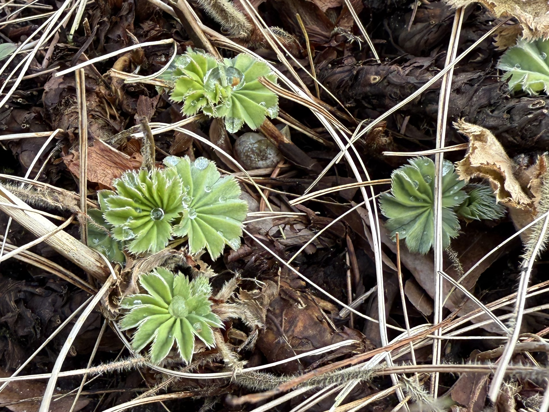 Lodden løvefod. Foto: Haveselskabet