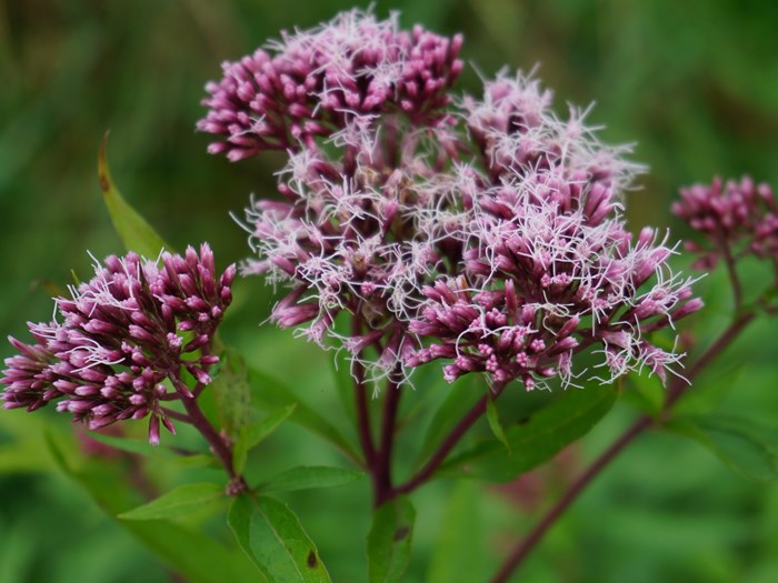 Klimavenlige planter Hjortetrøst