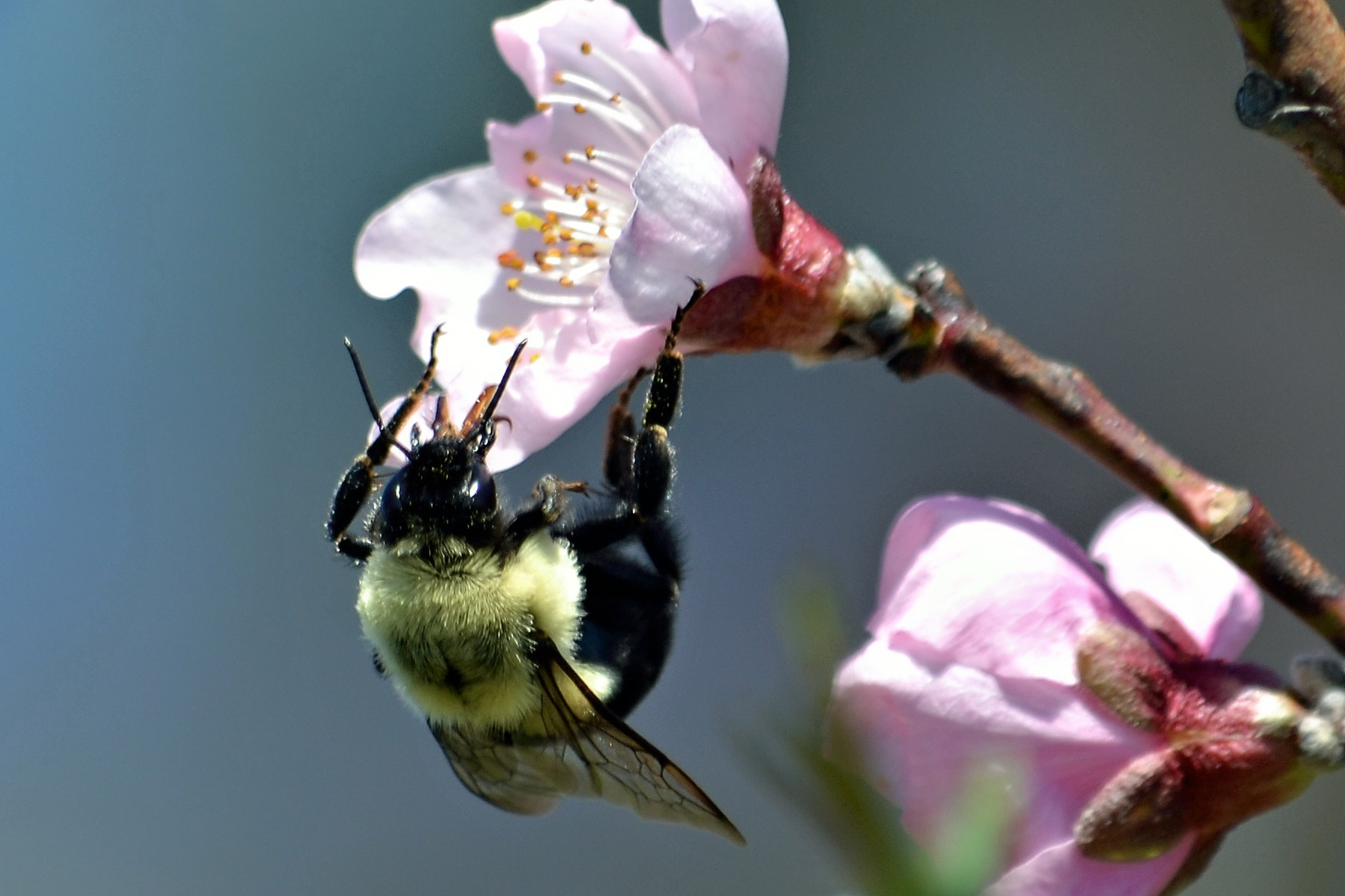Ferskenblomst. Foto: Flickr/Shari Hindman