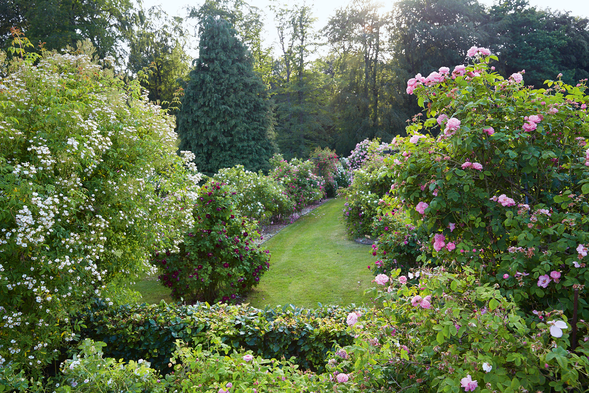 Peter Ørum Schergs rosenhave. Foto Thomas Evaldsen