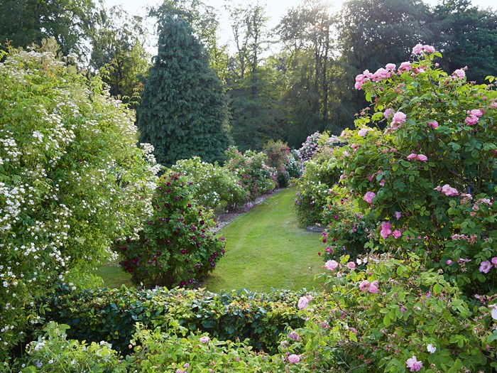 Peter Ørum Schergs rosenhave. Foto Thomas Evaldsen