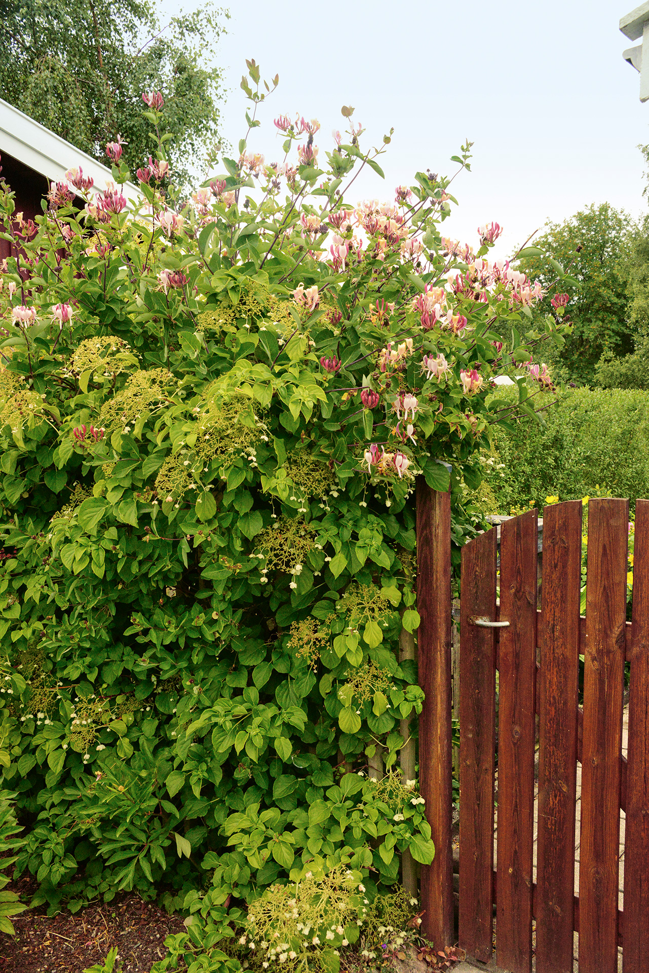 Kaprifolie og klatrehortensia gør hinanden selskab ved havelågen. Foto: John Norrie