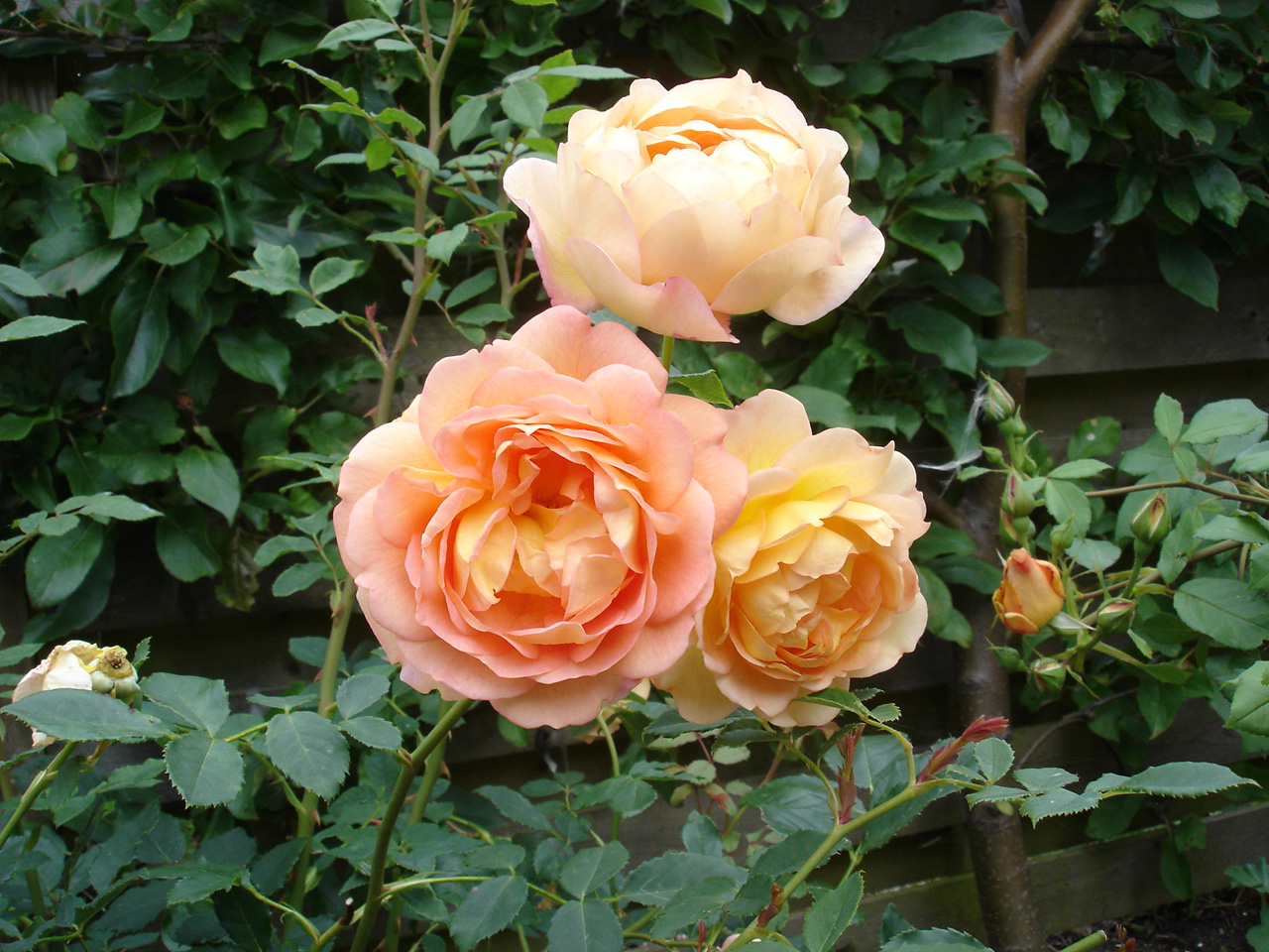Rose 'Lady of Shalott'. Foto: Birthe og Ernst Jensen