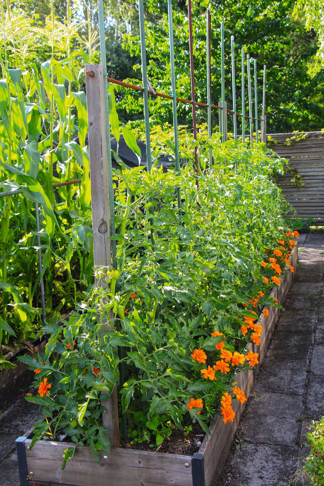 Tomater i højbed. Foto: Peter Norris