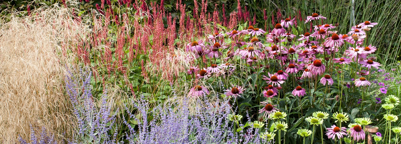 Staudebed med kærtepileurt, purpursolhat, perovskia og græsser. Foto: Ann Malmgren