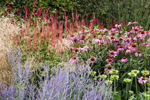 Staudebed med kærtepileurt, purpursolhat, perovskia og græsser. Foto: Ann Malmgren