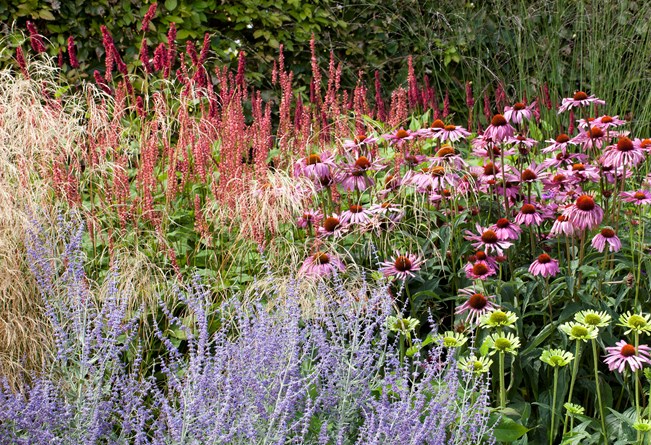 Staudebed med kærtepileurt, purpursolhat, perovskia og græsser. Foto: Ann Malmgren
