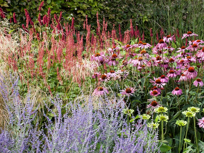 Staudebed med kærtepileurt, purpursolhat, perovskia og græsser. Foto: Ann Malmgren