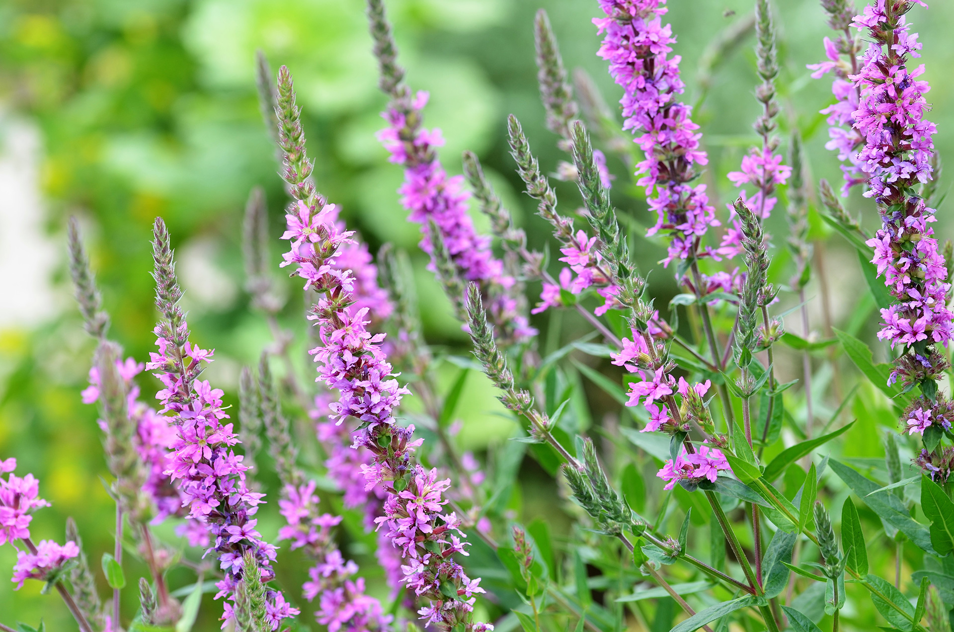 Almindelig kattehale, Lythrum salicaria. Foto: Wikimedia/Buendia22