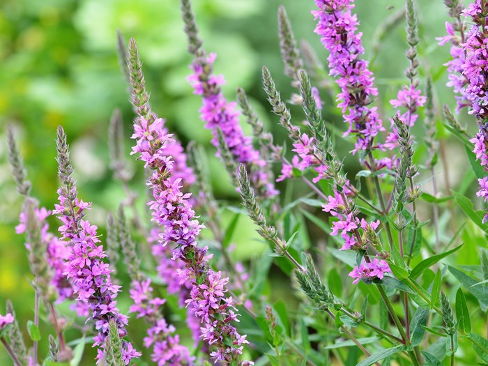 Almindelig kattehale, Lythrum salicaria. Foto: Wikimedia/Buendia22