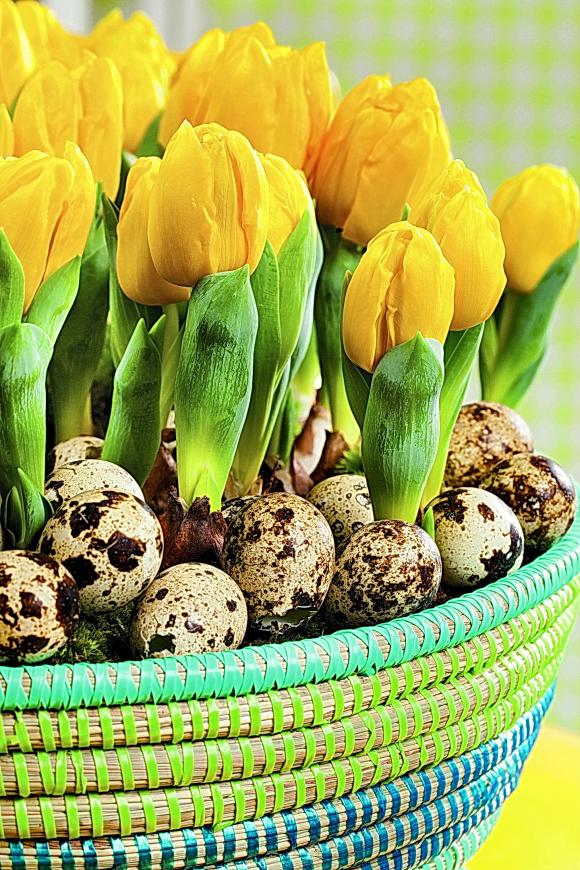 Tulipaner i kurv. Foto iBulb/Løgdriverklubben