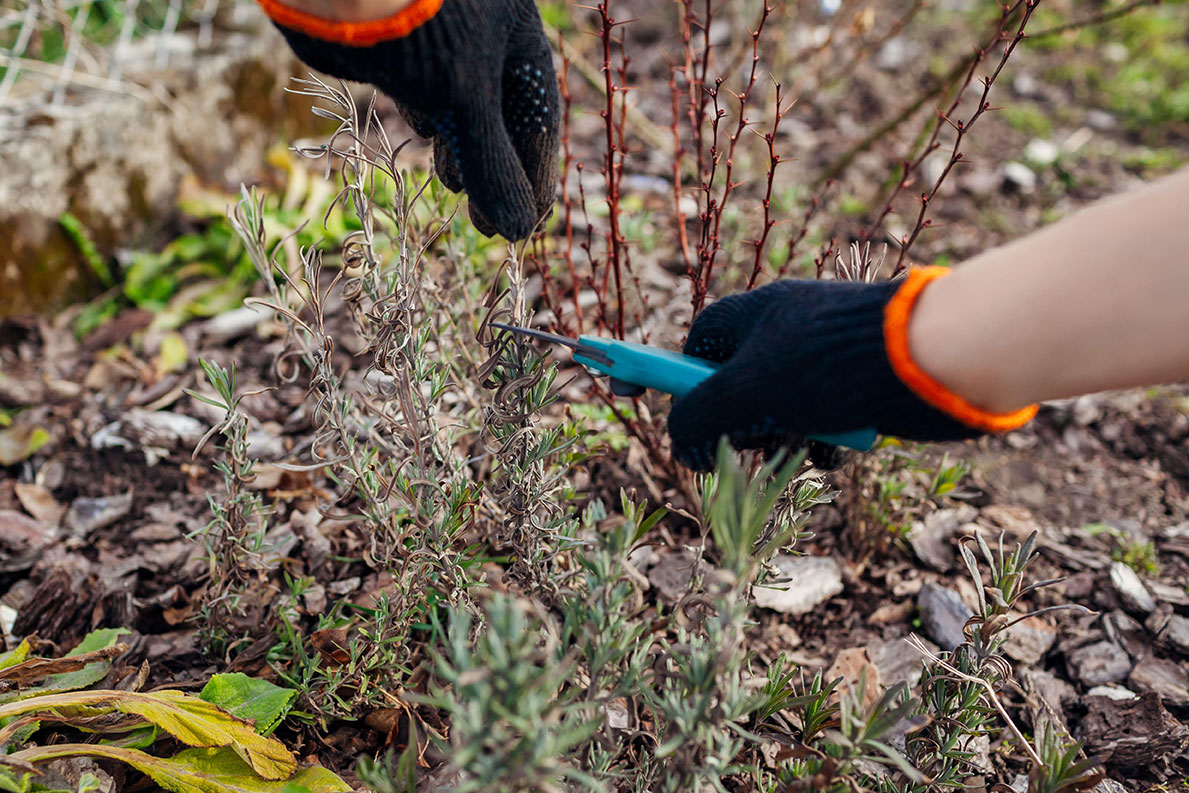 Beskæring af lavendel. Foto: Mariia Boiko / Alamy Stock Photo