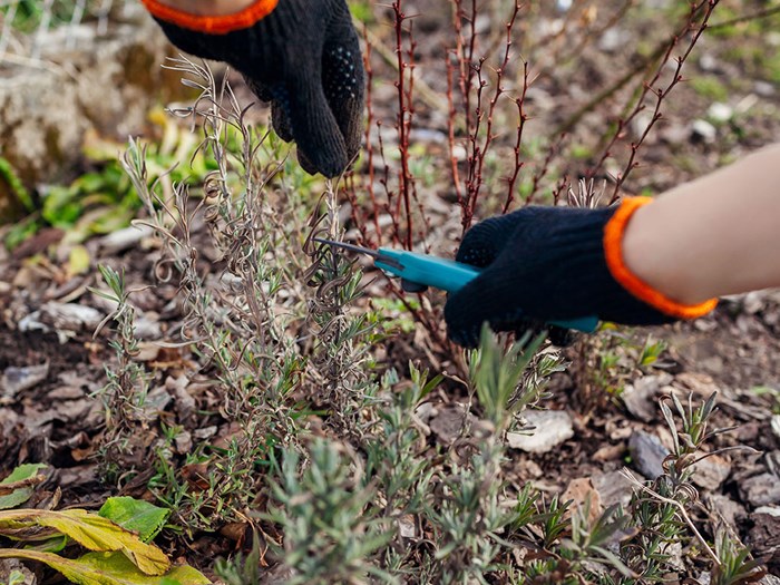 Beskæring af lavendel. Foto: Mariia Boiko / Alamy Stock Photo