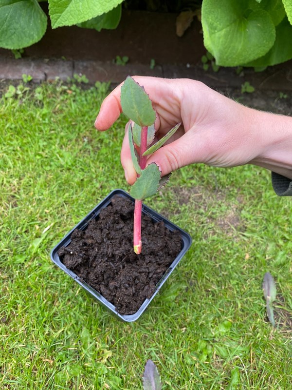 Den klargjorte stikling med et par blade øverst og en bar nedre del af stænglen. Foto: Haveselskabet