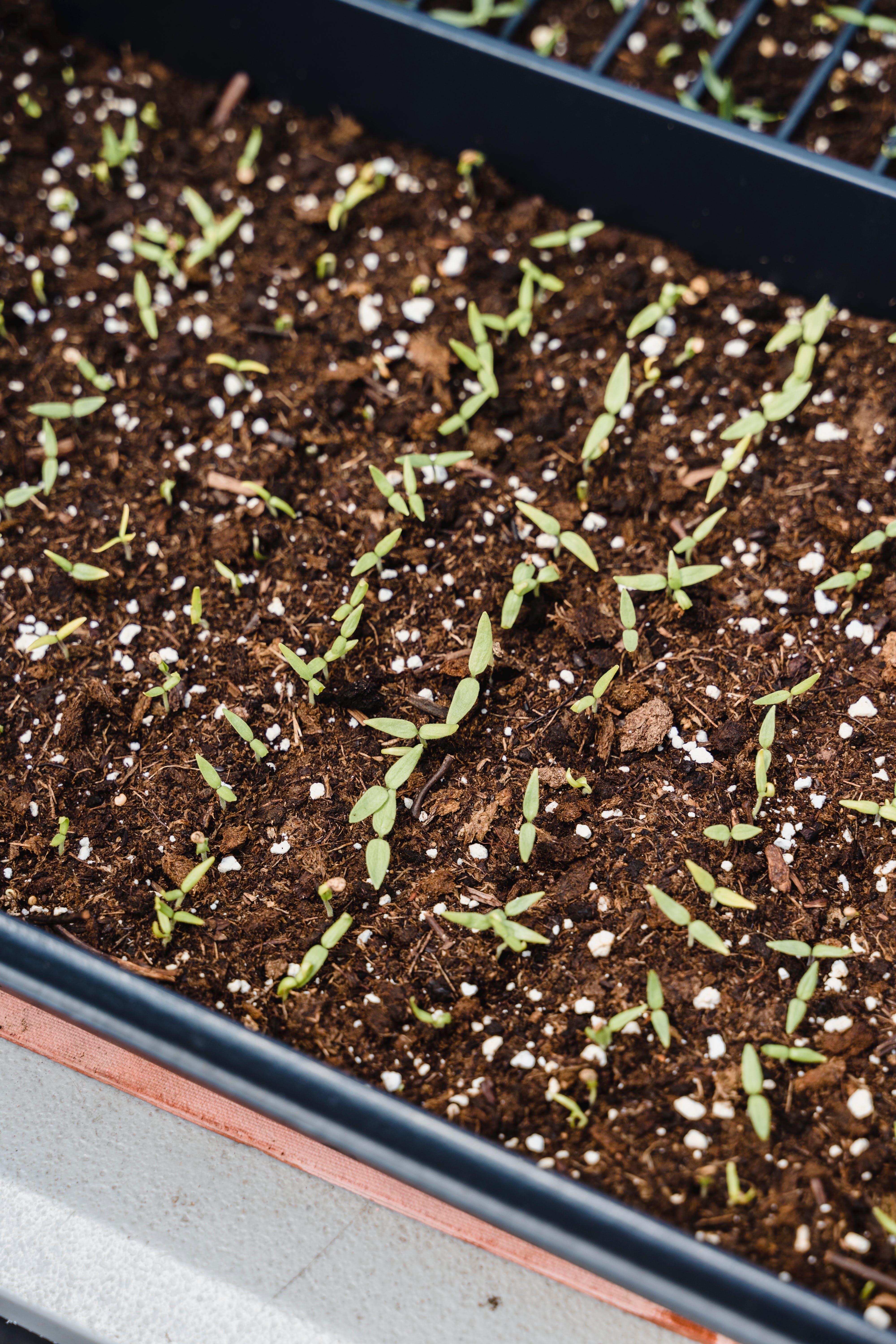 Fremspiring af småplanter i bredsåningsbakke. Foto: Pexels/Greta Hoffman