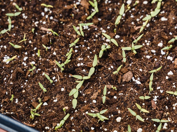 Fremspiring af småplanter i bredsåningsbakke. Foto: Pexels/Greta Hoffman