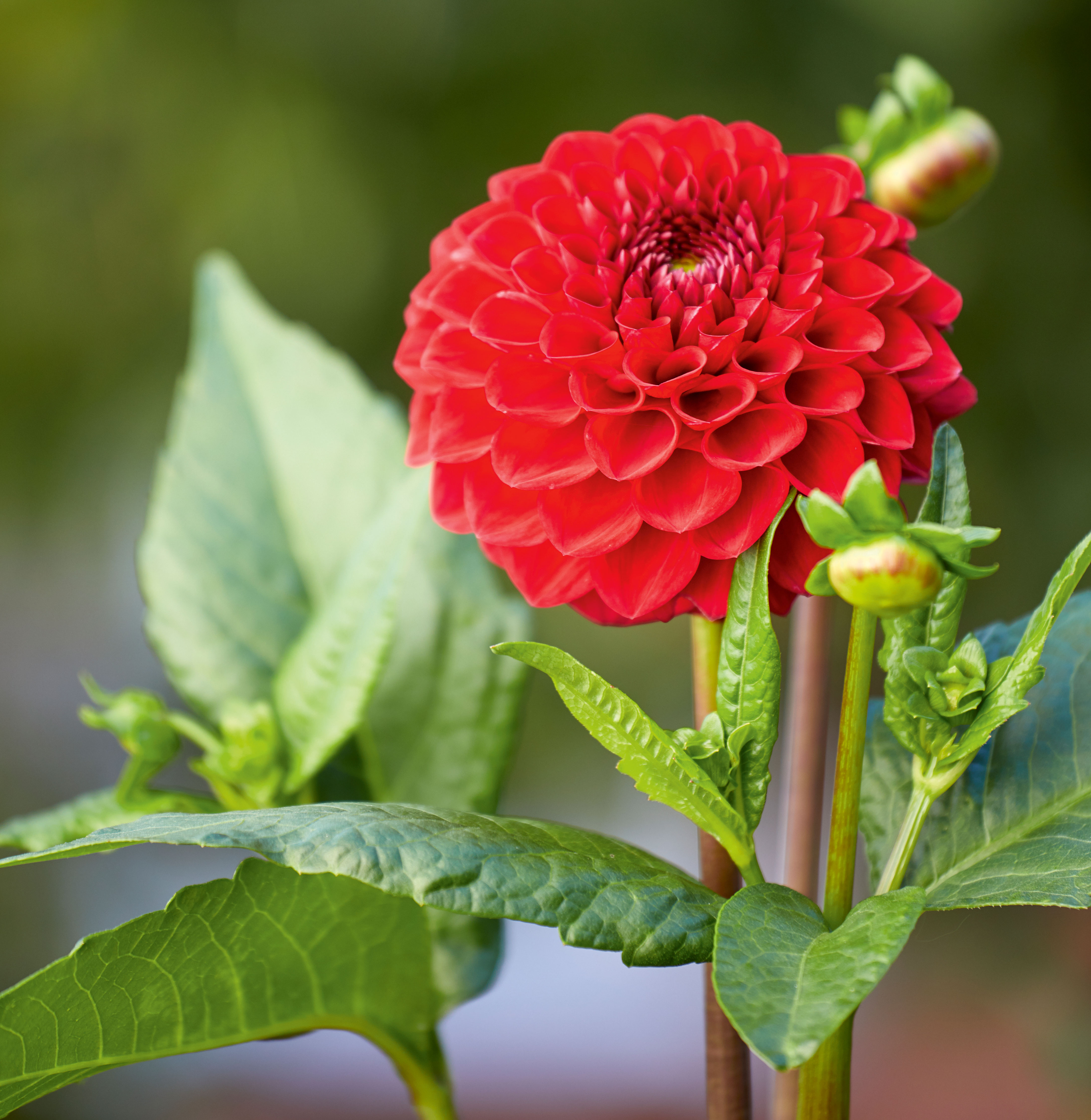 Georgine, Dahlia, ‘Hapet Bloodred‘ Foto: Mette Krull