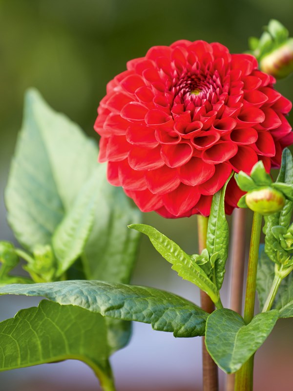 Georgine, Dahlia, ‘Hapet Bloodred‘ Foto: Mette Krull