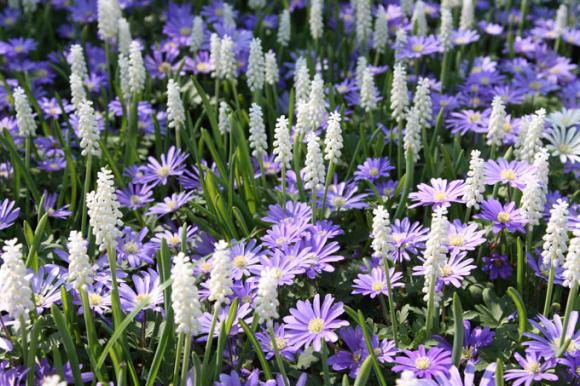 Perlehyacinter og anemoner. Foto: Jeanette Thysen