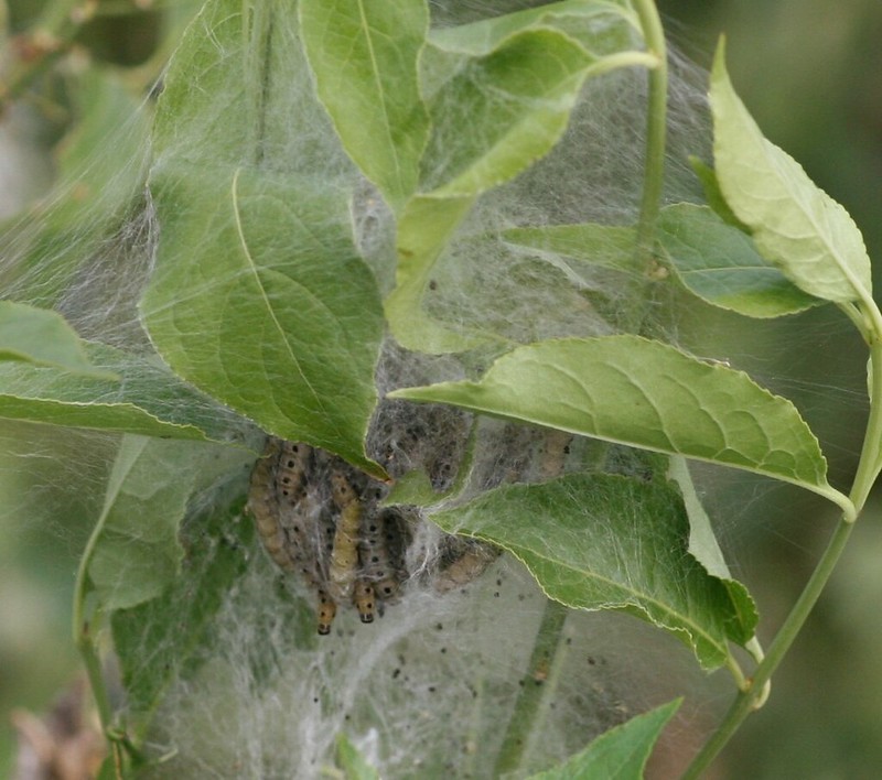 Spindemøllarver. Foto: Flickr/Lamerie