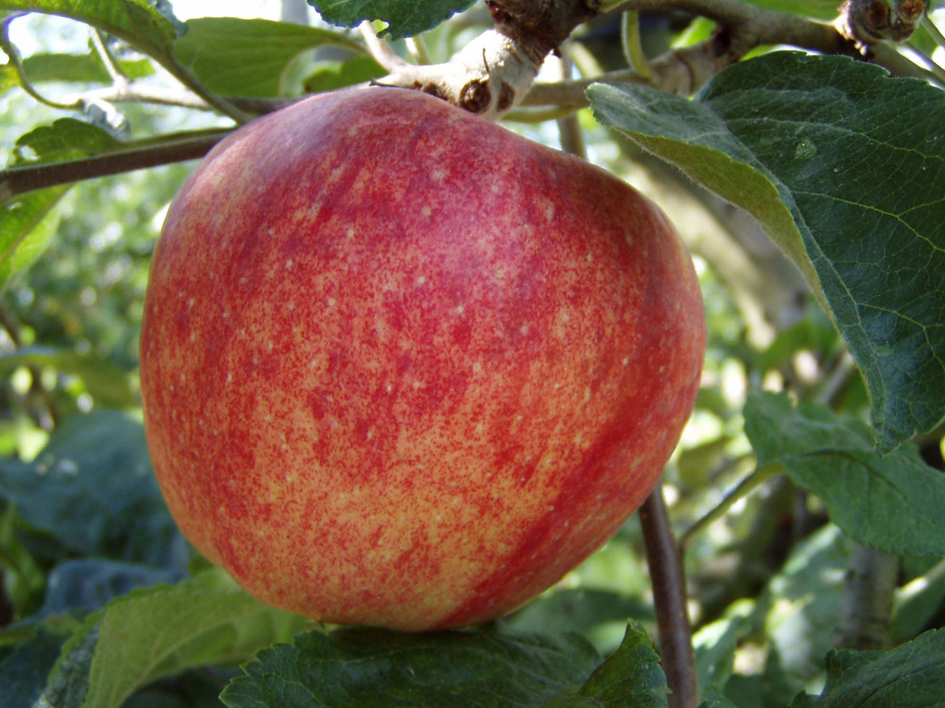 Æble, 'Brændekilde'. Foto: Maren Korsgaard