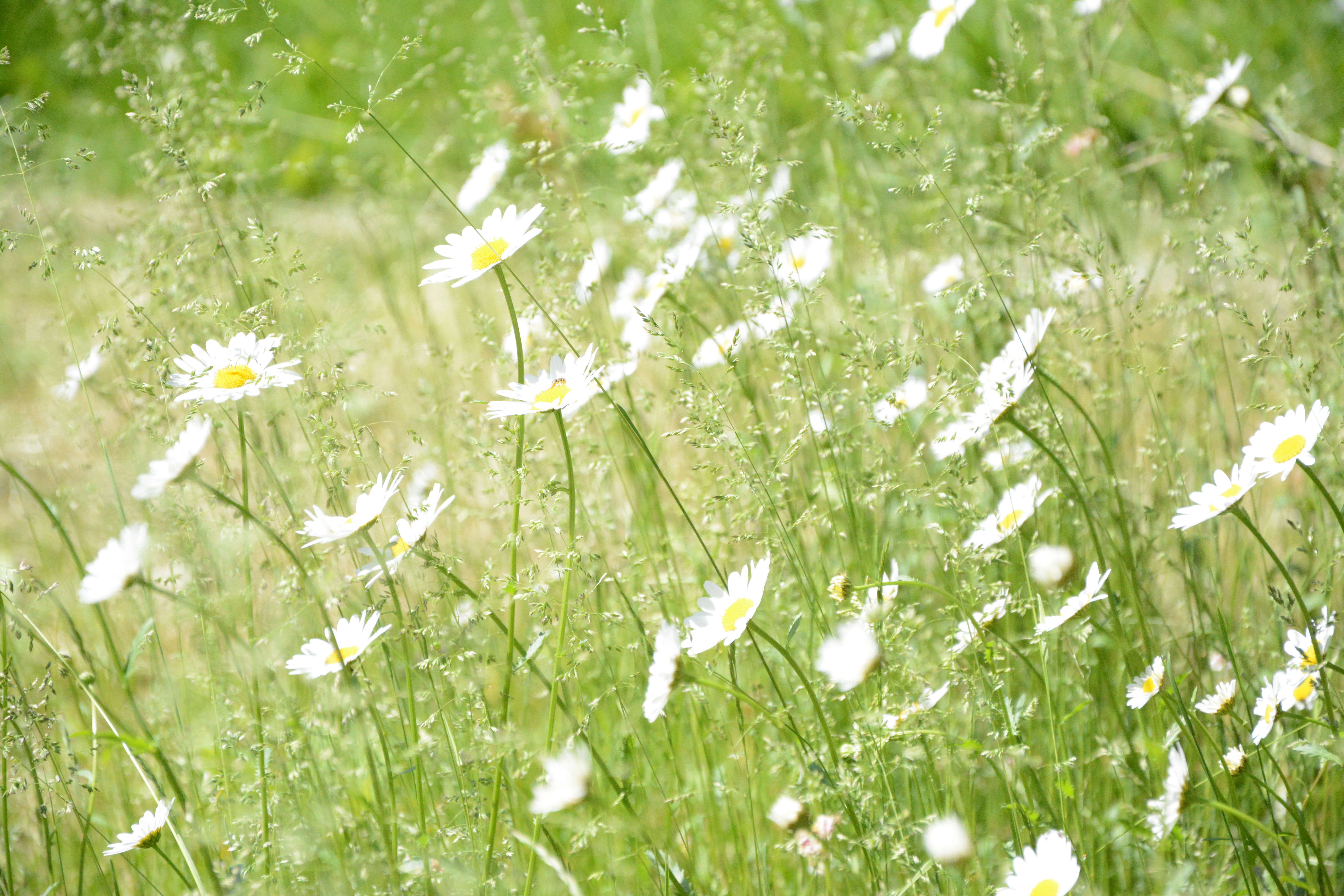 Hvid okseøje hjemmehørende art biodiversitet