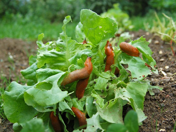 Sneglene spiser lystigt af salaten. Foto: iStockphoto/Dieter Hawlan