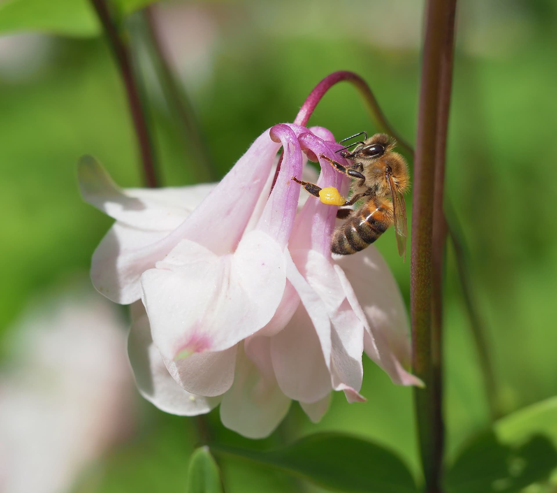 keleje er en god insektplante. Foto: Istock