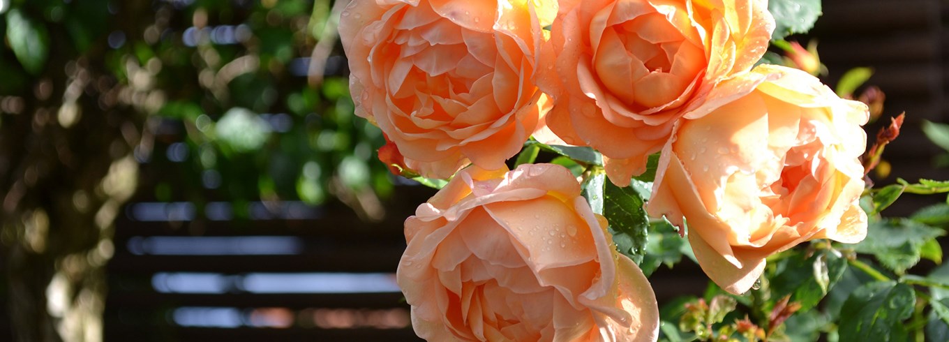Rose 'Lady Of Shalott'. Foto: Haveselskabet