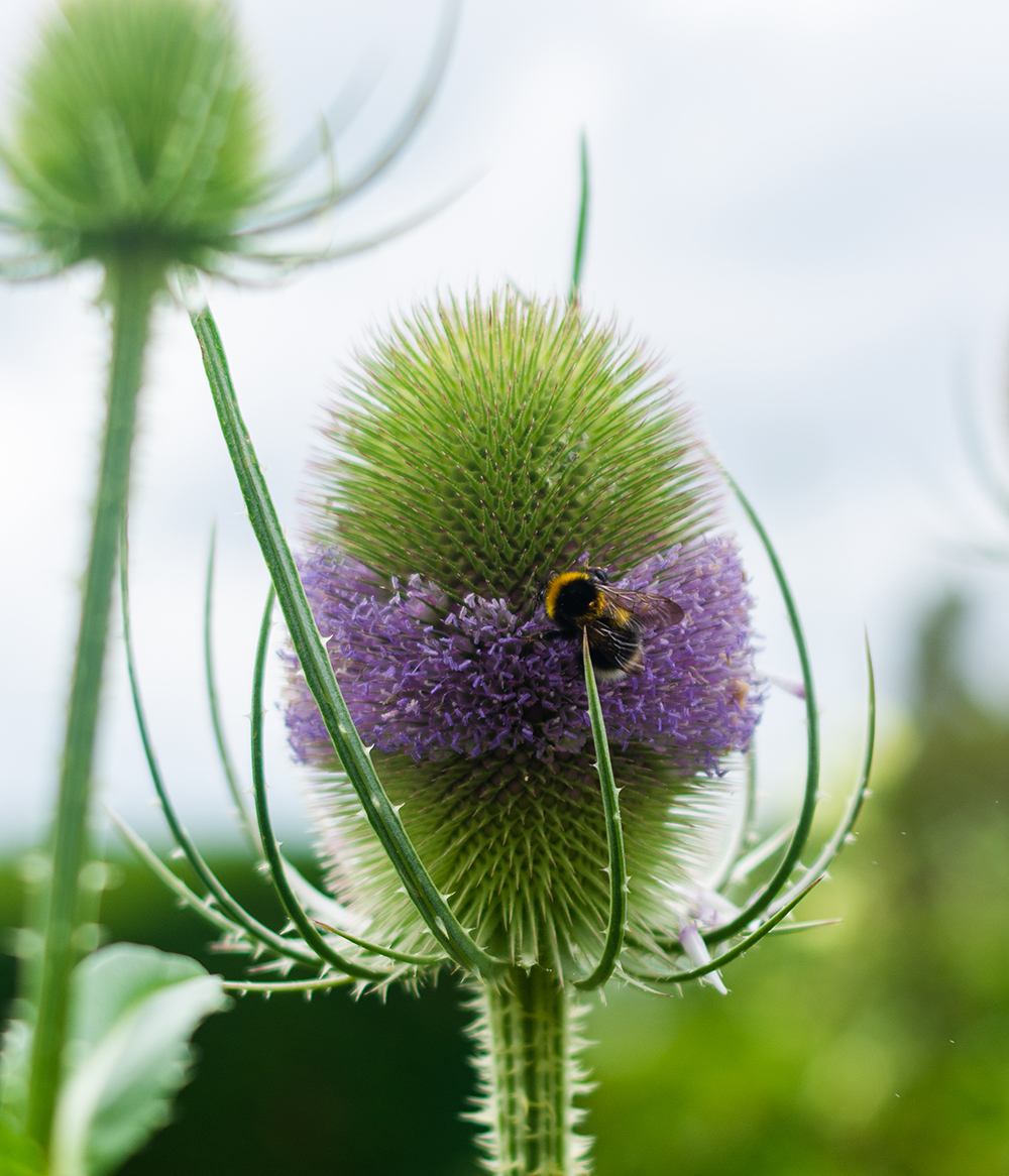 Kartebolle. Foto: Claes Amundsen