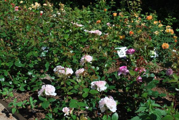 I have er plantet flere forskellige rosentyper.