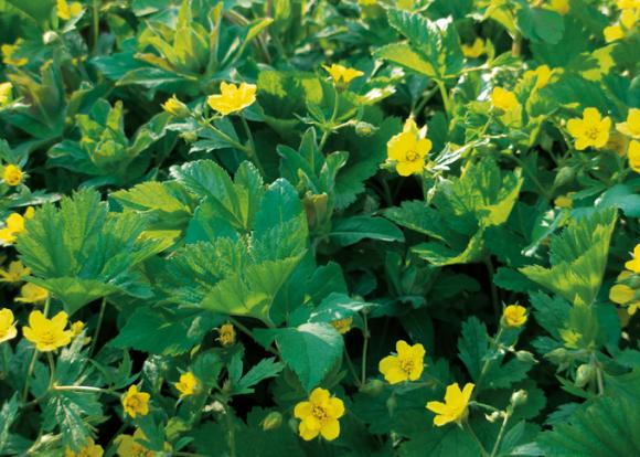 Guldjordbær, Waldsteinia ternata.