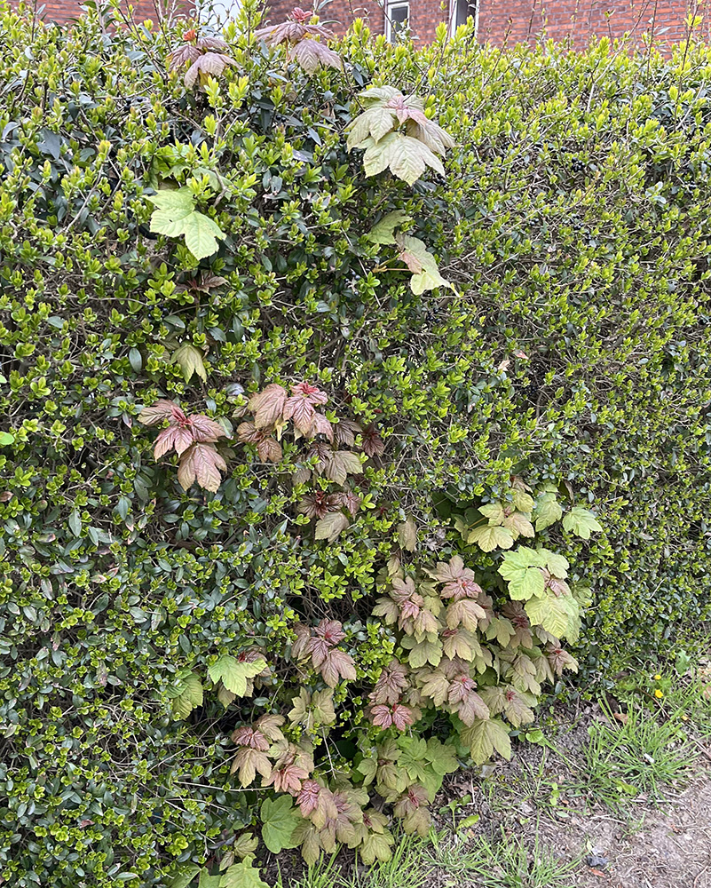 Selvsået ahorn i hækken. Foto: Haveselskabet