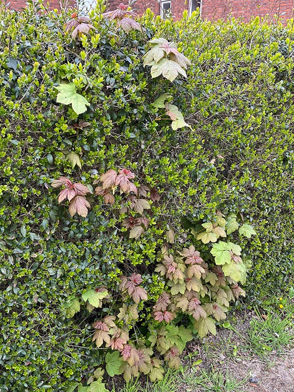 Selvsået ahorn i hækken. Foto: Haveselskabet