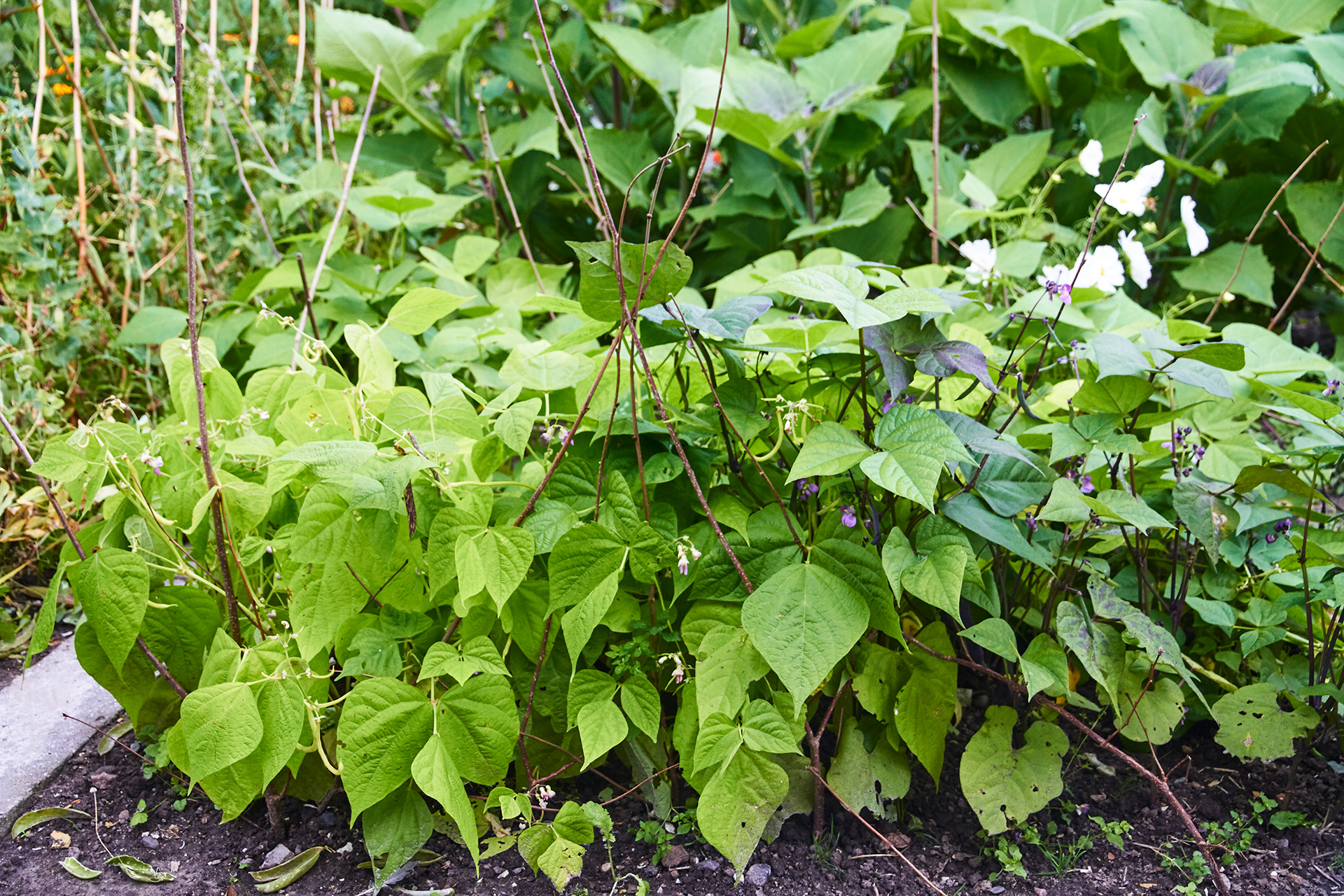 Buskbønner støttes af grene. Foto: Karna Maj